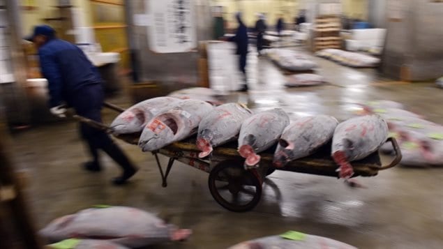 Hundreds of tuna are for sale in Japan’s Tsukiji market where each fish can fetch prices worth thousnads of dollars, Record prices have reached hundreds of thousands for a single fish. Some say the high prices promote overfighins.