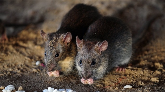 Des rats Des rats