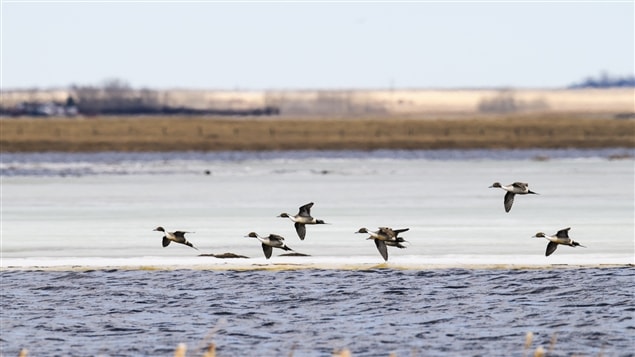 Des canards en vol au-dessus de l'eau Des canards en vol au-dessus de l'eau