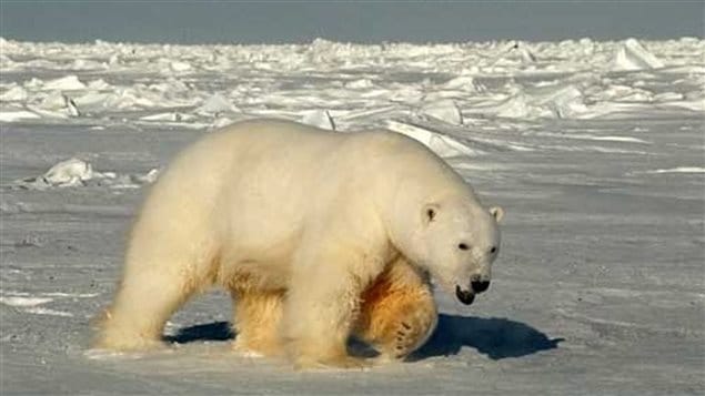 A male polar bear is one of many creatures of the Beaufort Sea, part of which will be protected by the Canadian government.
