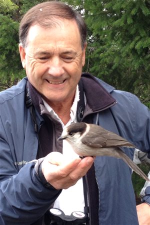 The gray jay is not shy at all and was favoured by Prof. David Bird for many reasons.