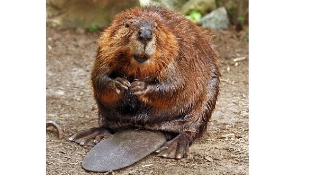 Who me? Imported Canadian beavers are wreaking havoc at the tip of South America. Argentina has declared war on the furry critters.
