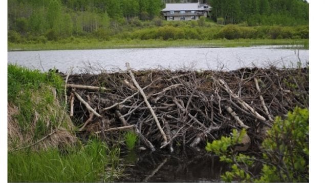 In addition to cutting down thousands of trees, the beavers at the southern tip of Argentina and Chile are creating dams like this one in Alberta,  This is changing the water patterns and ecosystem at the *end of the world*.