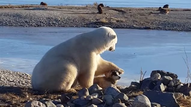 Churchill, Manitoba resident and occasional tour guide David De Meulles says he has never seen a polar bear pet a dog like human.