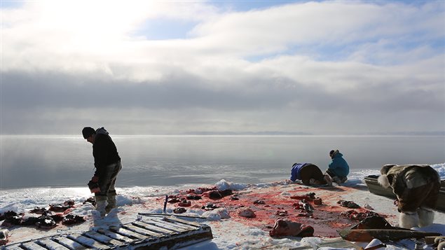 Isuaqtuq, Joannie and Perry Ikkidluak butchering bearded seal. Photo: © Alethea Arnaquq-Baril
