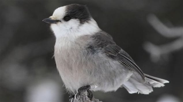 Mésangeais. Cet oiseau qui peut mesurer de 23 à 35 cm de long et qui peut vivre presque une vingtaine d'années se rencontre du nord du Canada et de l'Alaska jusqu'à la limite d'expansion des forêts boréales et subalpines du centre du Québec et du nord de la Californie, de l'Arizona et du Nouveau-Mexique dans les Rocheuses, au nord du Wisconsin dans le Midwest et dans l'État de New York à l'est.