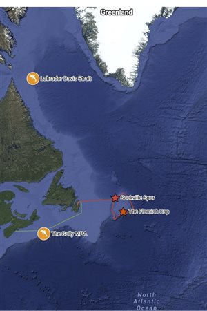 Northern bottlenose whales are found off Canada’s eastern coast, an area where there is extensive seismic testing by the oil and gas industry.