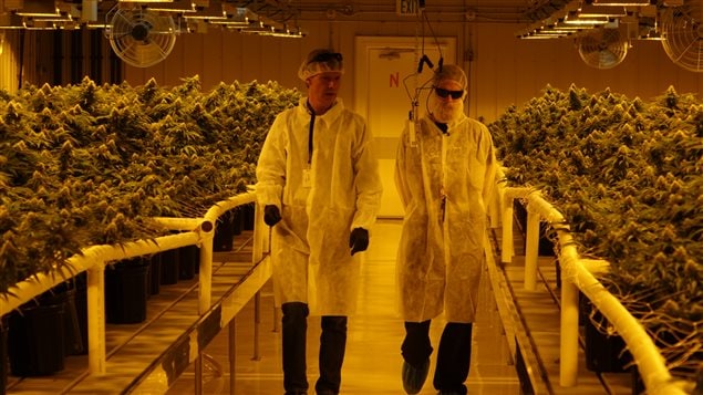 Production de cannabis : l’aveniir vert de l’Alberta