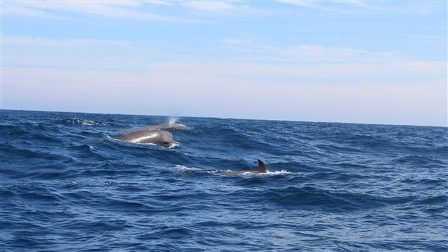 Northern bottlenose whales are notoriously curious and playful, which made them easy prey before the hunting of whales was curtailed.