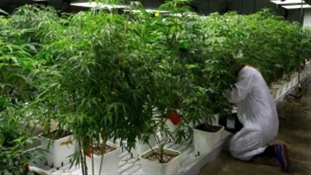 大麻经过改良THC成份猛增但CBD消失