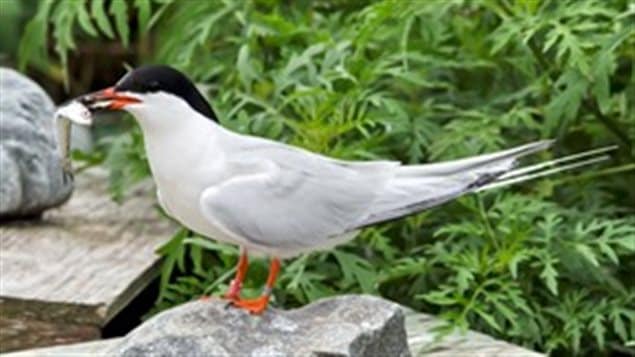 The roseate tern has been identified as a priority for conservation and stewardship.