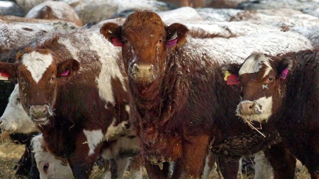 Canada’s beef and pork producers are taking a wait-and-see attitude in reaction to US President elect Donal Trump and his comments about renogiating NAFTA and possibly reinstating COOL.