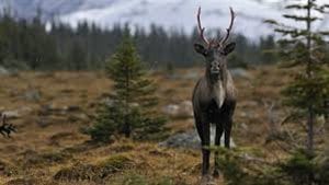 Un Caribou de bois dans le parc national de Jasper en Alberta.