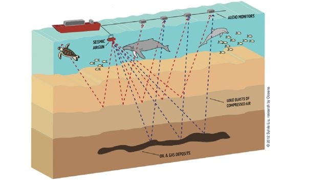 The seismic cannon shoots loud blasts of compressed air at up to 250db. The blast noise diminishes with distance but can still mask ambient noise and marine life communication many hundreds of km distant. The blasts are every few seconds 24 hours a day.