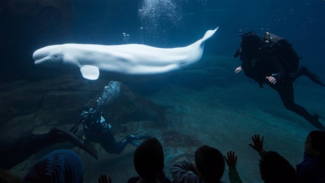 Beluga whale Aurora swims at the aquarium in Vancouver, B.C., on Sunday January 18, 2015. She died last week of unknown causes.