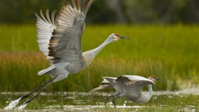 Sandhill cranes are among the tens of thousands of birds that use the Tatlayoko Valley as they migrate.