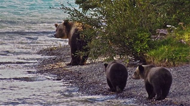 Grizzly bears are among the many creatures that make the Tatlayoko Valley home.
