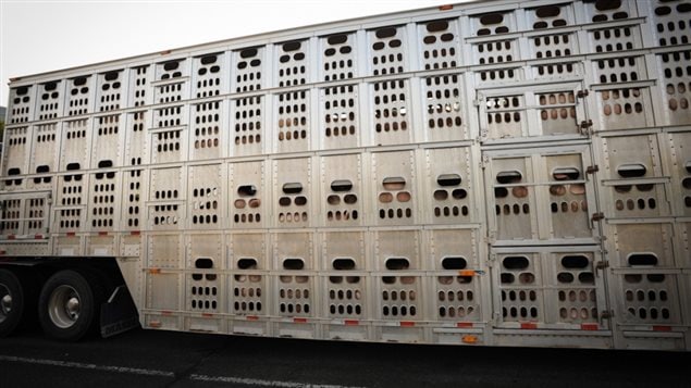 Typical pig transport truck Canada, 2012