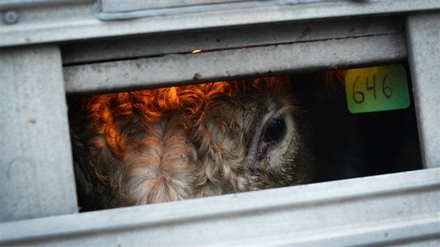 Cow inside a transport 2013. Rights groups are concerned that new proposals for more humane transport still lag for behind other developed countries