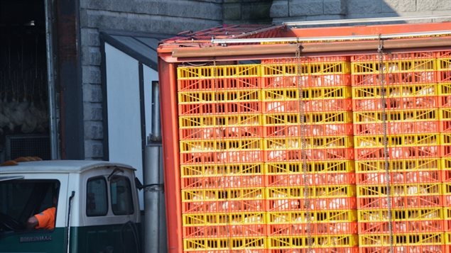 Thousands of broiler chickens arriving at a slaughterhouse in Canada, 2013. Birds are even more susceptible to conditions of cold and heat and many are dead on arrival.