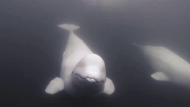 Belugas migrate to the western shore of Hudson Bay in summer to feed and raise young, but the increased presence of orcas could threaten the population.