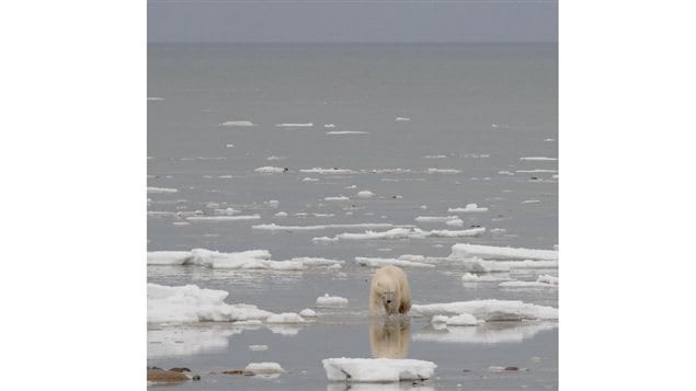 Autumn 2012, a bear walks along the shore of Hudson Bay waiting for ice to form. Longer periods on land means longer periods of fasting, and of negative interactions with human populations.