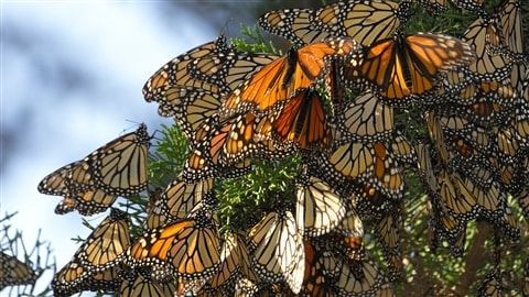 Une grappe de Monarques suspendus sur un conifère. © iStockphoto/David Gomez
