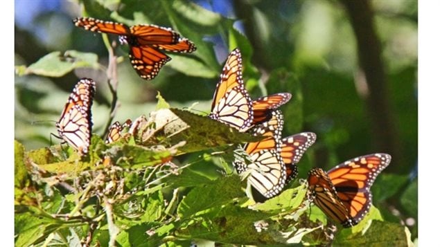 Monarch butterflies have now been listed as a *endangered* species by Canada’s science committee on endangered wildlife