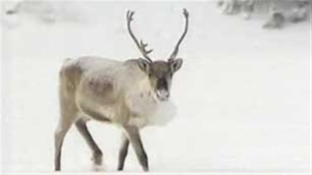 The Baffin Island caribou herd is estimated to have declined by 98 percent according to WWF-Canada and is in danger of disappearing altogether