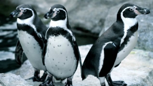 The Calgary Zoo’s remaining Humboldt penguins seem to be okay.