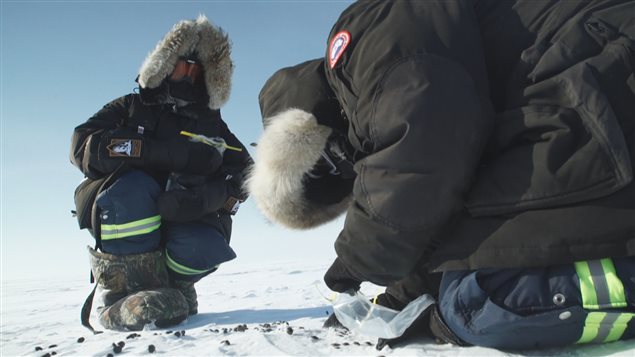 Two scientists gather muskox droppings in the Canadian Arctic