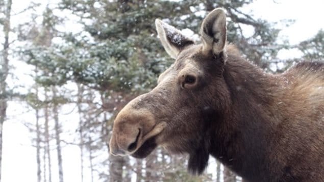 loose moose problem arises in Alberta.