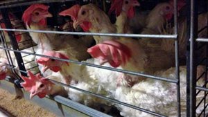 Animal rights activists will continue to fight to make things better for chickens like these seen at a farm in Alberta.