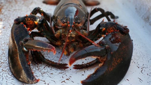 Lobster is shipped from Halifax to Europe, Asia and the Middle East and arrives within 24 hours.