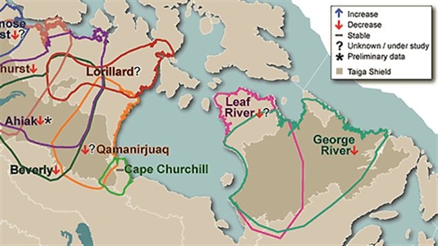 The George River herd migrates between Labrador and Quebec, while the Leaf River herd migrates within Quebec.