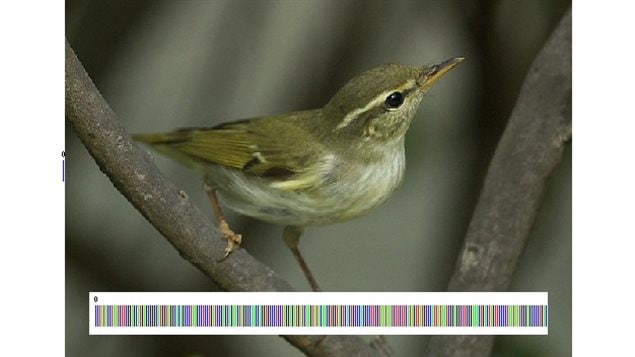 Arctic Warbler and its actual *barcode* of DNA. If it was written down it would look like this, CCTATACCTAATCTTCGGAGCATGAGCGGGCATGGTAGGC