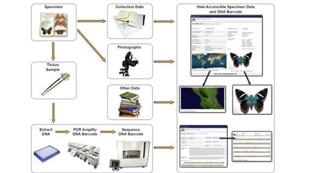 A specimen is determined, tissue sample taken sampled in the lab and barcode created, Simultaneously the information about the specimen is noted, photographed and additiona information added. Together, that combined information becomes part of the registry.