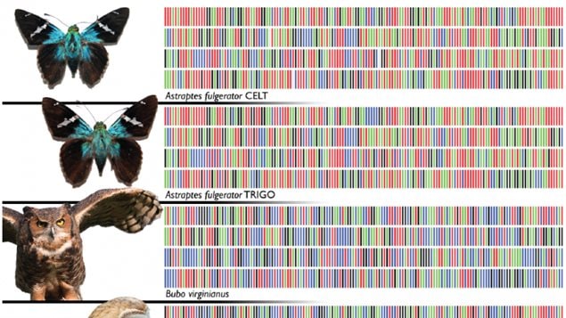 Examples for other species barcodes, note how two very seimilar looking insects have different DNA