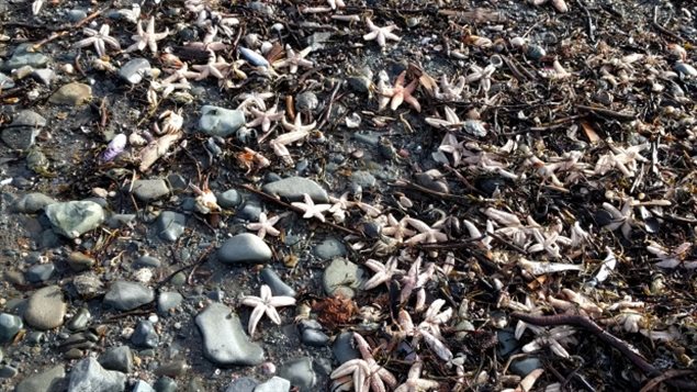 A beach near Savary Park in Digby County, N.S., where these starfish washed ashore.