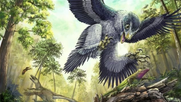 Por qué los pájaros fueron los únicos dinosaurios que sobrevivieron a la  extinción en masa? – RCI | Español
