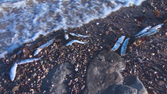 被海潮冲上新斯科舍岸边砂石滩上的死鲱鱼