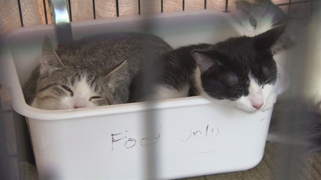 اثنان من القطط في ملجأ "كريغ ستريت كاتس" في وينيبيغ، عاصمة مقاطعة مانيتوبا. 