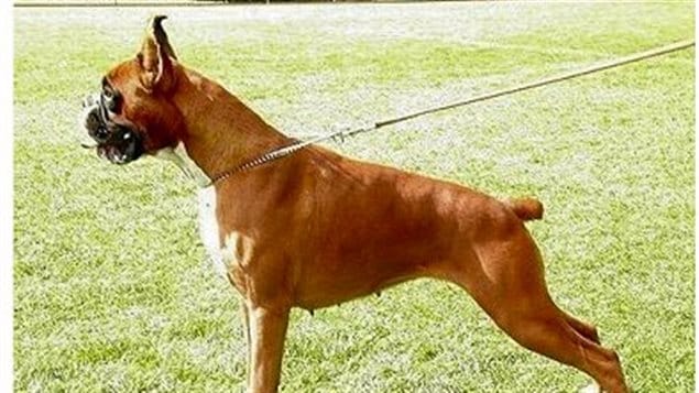 Boxers are another breed often having ears cropped and tail docked, although competitions also have boxers with no cropping or docking.