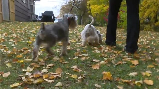 Two schnauzers, one with docked tail, and the other with full tail. There are about 50 breeds which typically go through cropping and docking