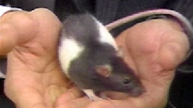 Rick Gibson holds Sniffy the day before the *event*.