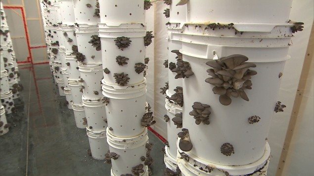 Setas cultivadas en baldes plásticos.