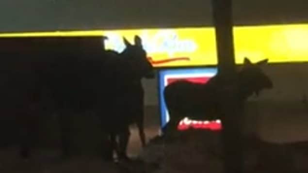 It’s not every day you see moose in the town of Mount Pearl, Newfoundland, much less see them at a Tim Horton’s drive-thru.
