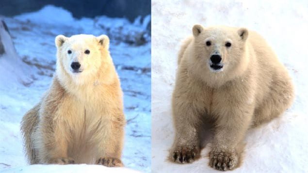 The female polar bear cub (left) will be named Nanuq and the male, Siku.