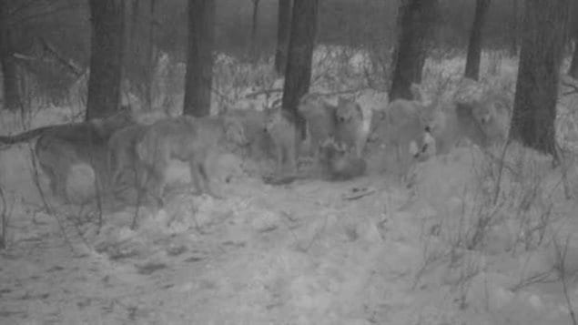 Des loups dans un parc la nuit filmés par une caméra fixe.