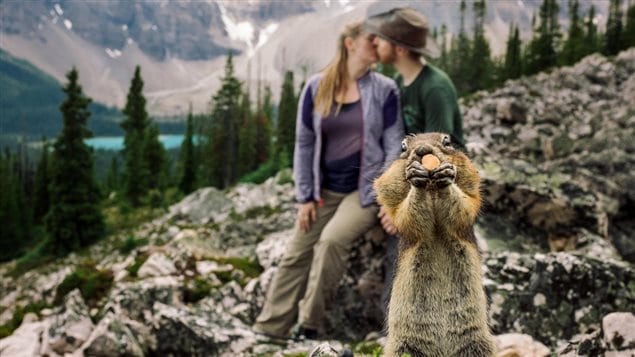 L'Organisation des Nations-Unies a décrété 2017 l'année du tourisme durable. Le Canada sera en 2017 l'endroit pour tester cette initiative.